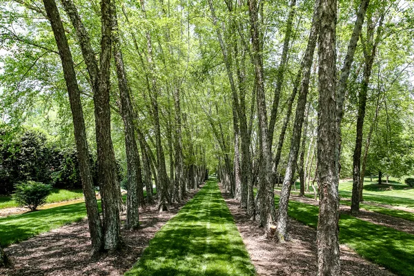 Svěže zelené trávě mezi stromy, bříza — Stock fotografie