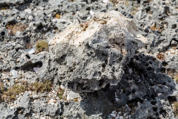 Korala Fossil w Black Rock — Zdjęcie stockowe