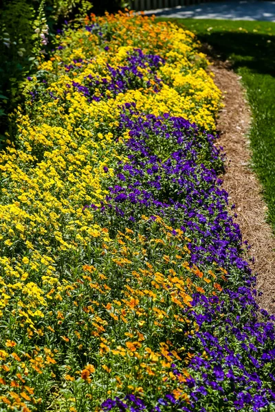 Seng af farverige stedmoderblomster - Stock-foto