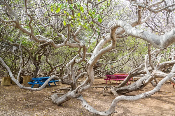 Coloridas mesas de picnic entre las ramas de Manchineel —  Fotos de Stock