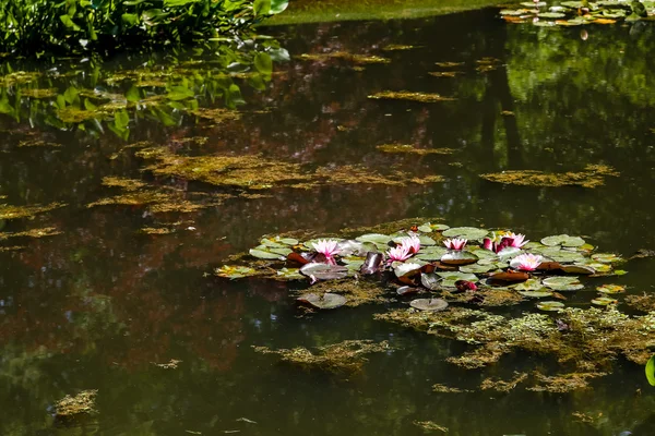 Rosa Seerosen auf grünem Teich — Stockfoto
