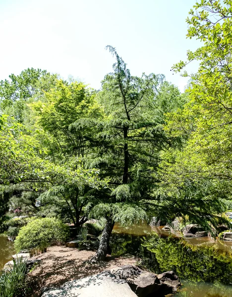 Evergreens on Rocks by Lake_ — ストック写真