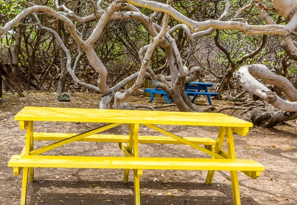 Manchineel 나무 아래 노란색 피크닉 테이블 — 스톡 사진