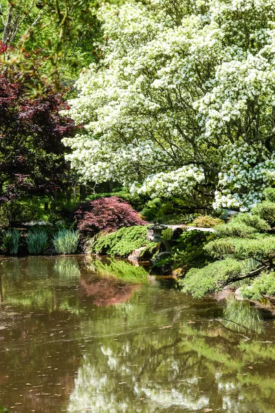 Dogwood blanco sobre el lago en el jardín —  Fotos de Stock