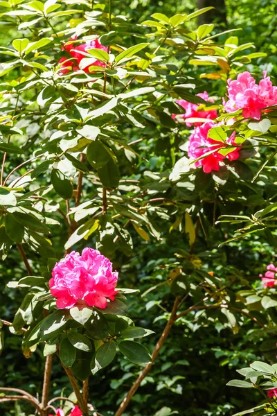 Rhododendron rouge sur vert — Photo