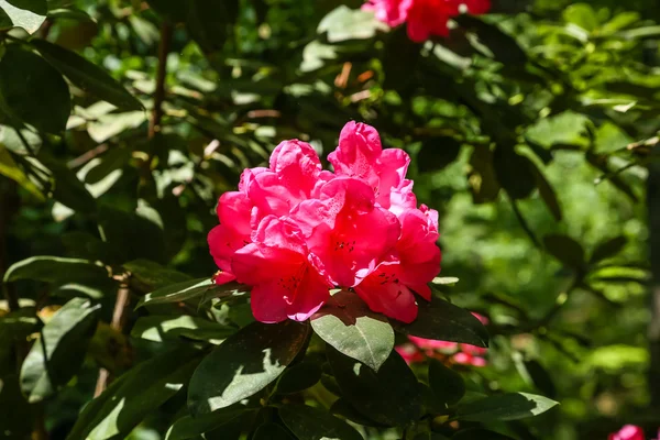 Блискучий рожевий рододендрон — стокове фото