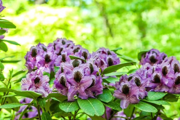 Purple and Black Orchids in Green Garden — Stock Photo, Image