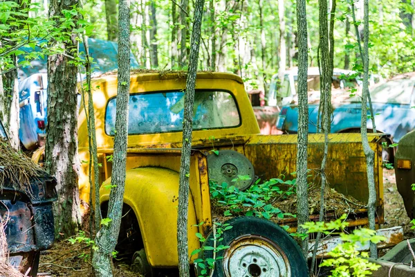 Starý žlutý Pickup ve stromech — Stock fotografie