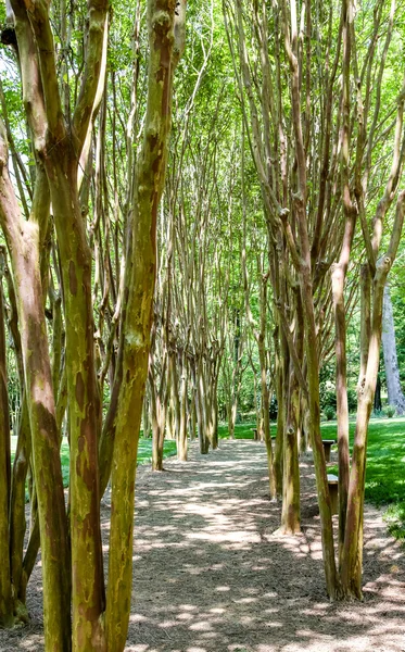 Path Through Crepe Myrtles — Stock Photo, Image