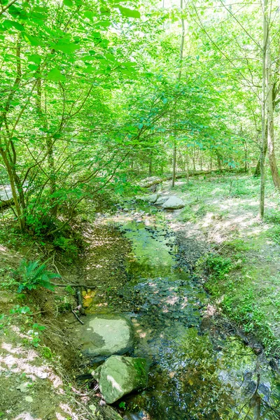 Fluxo através de uma floresta verde exuberante — Fotografia de Stock