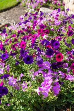 Pembe ve mor çiçekler bahçesinde