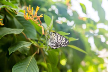 Turuncu çiçekler üzerinde siyah ve beyaz kelebek