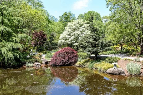 Arces japoneses en jardín japonés —  Fotos de Stock