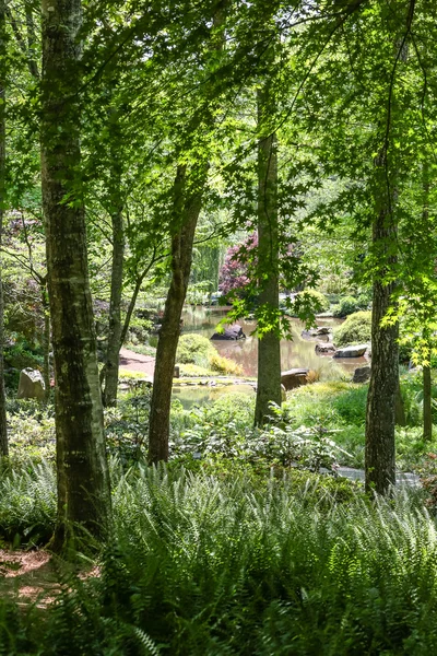 Lac Au-delà de la forêt verte luxuriante — Photo