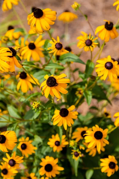 Brown Eyed Susans in Summer Garden — Stock Photo, Image