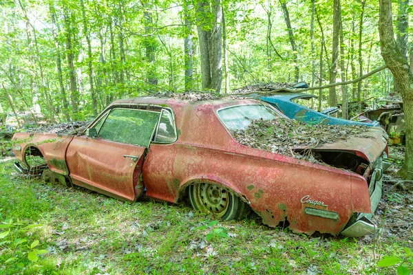 Vecchio Cougar rosso nel bosco — Foto Stock