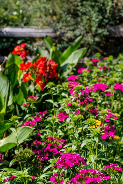 Fiori Viola e Rossi in Giardino Verde — Foto Stock