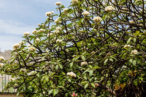 Flores blancas en árbol tropical —  Fotos de Stock