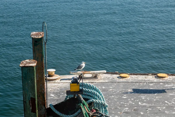 Seagul on Cleat — Stock Photo, Image