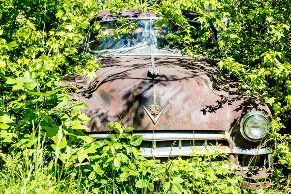 Cadillac in the Weeds Stock Photo