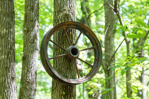 Vieja rueda radial colgando del árbol —  Fotos de Stock