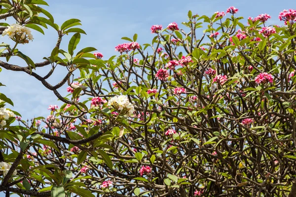 熱帯の空の下で赤とピンクの花 — ストック写真