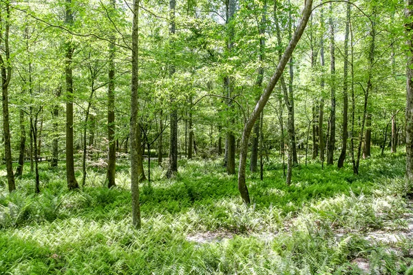 Felci verdi sotto gli alberi giovani — Foto Stock