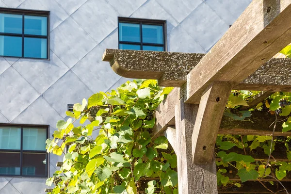 Vines on Wood Trellis — Stock Photo, Image