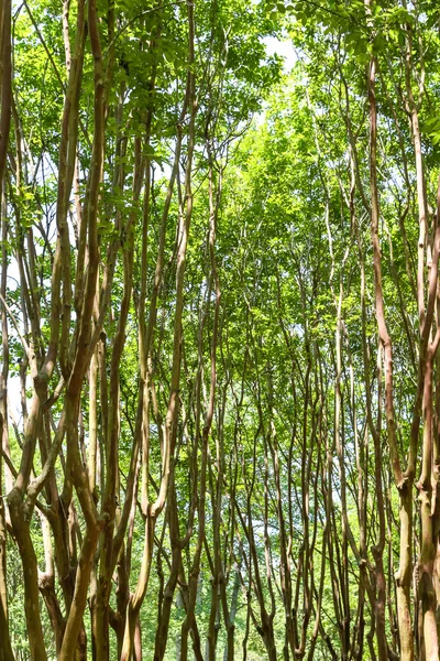 Crepe Myrtles elevándose al cielo —  Fotos de Stock