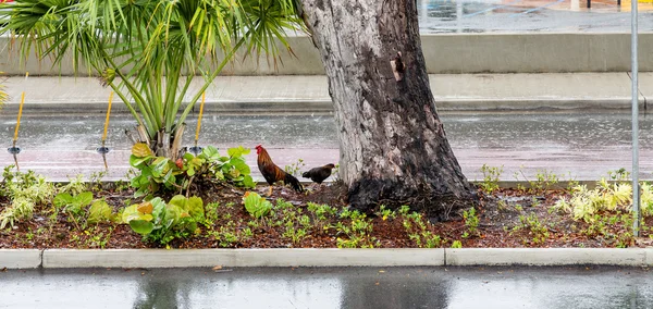 Gallo bajo la lluvia . —  Fotos de Stock