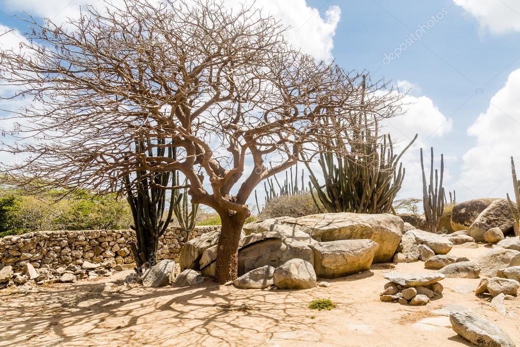 Windblown Tree Among Cactus