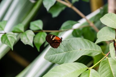 turuncu lekeler ile siyah kelebek