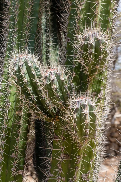 Dornen auf grünem Kaktus — Stockfoto