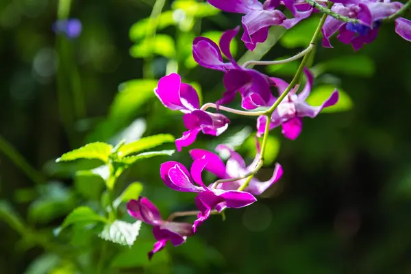 深绿色的紫色兰花 — 图库照片