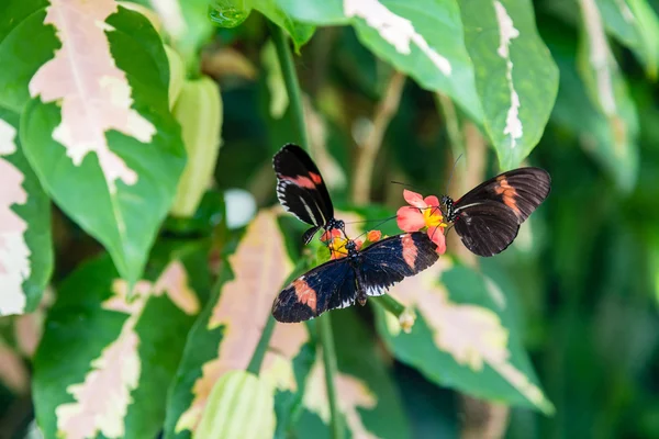 Tres mariposas en flores — Foto de Stock