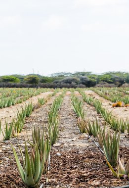 Alan bitkilerde genç Aloe