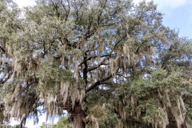 Spanish Moss in a Majestic Oak clipart