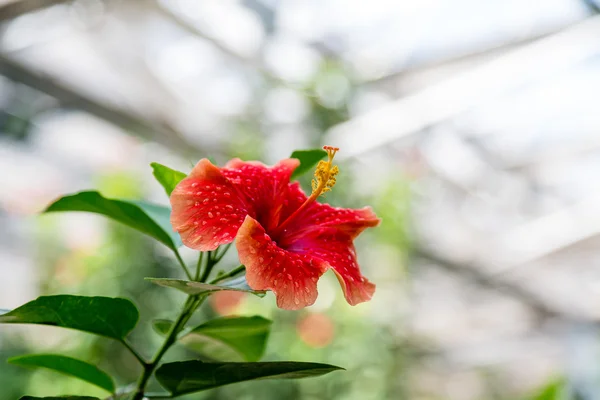 Un Hibiscus humide — Photo