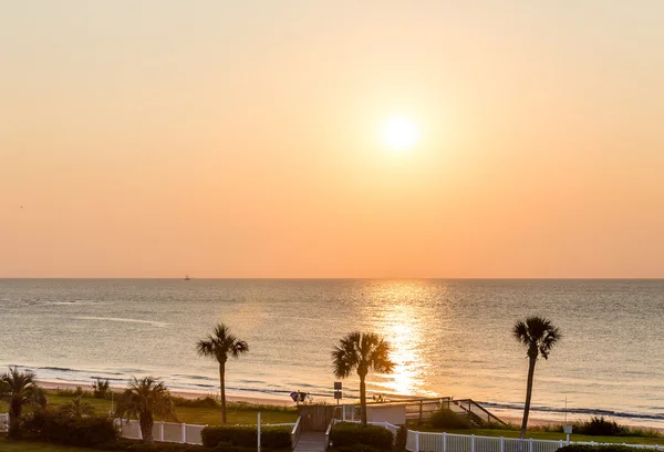 Three Palms at Sunrise — Stock Photo, Image