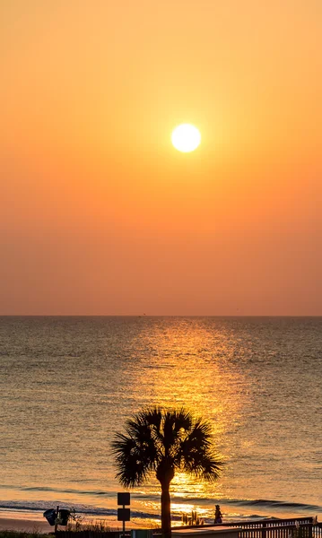 Palma v oranžové Sunrise — Stock fotografie