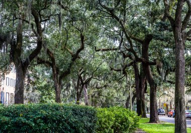 Meşe ve İspanyolca Moss yolun tarafında