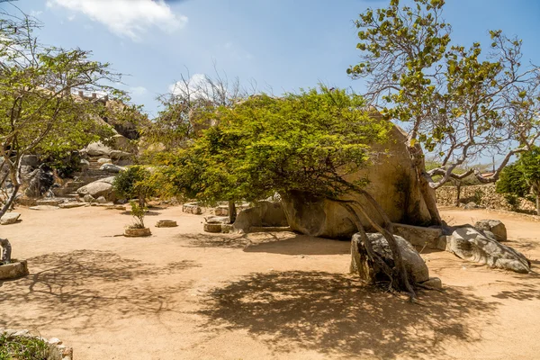 Árbol de Divi Divi en el desierto — Foto de Stock