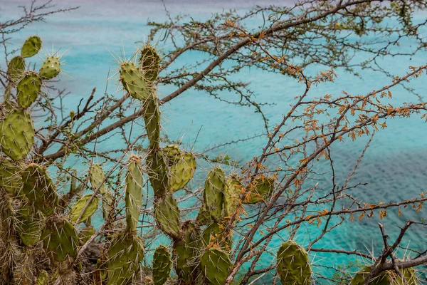 Cactus avec océan en arrière-plan — Photo