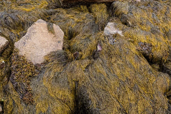 Alghe su rocce — Foto Stock