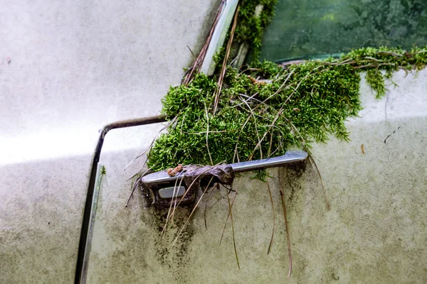 Moss creciendo sobre la manija del coche viejo —  Fotos de Stock