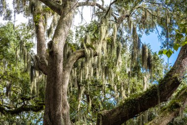 İspanyolca eski meşe ağacında büyüyen Moss