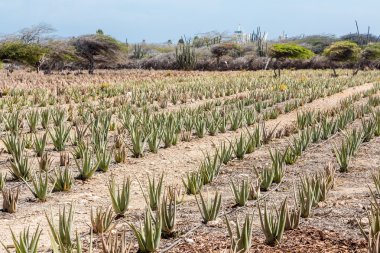 Aloe bitkiler üzerinde açı