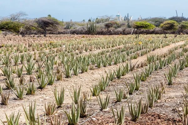 Aloe bitkiler üzerinde açı