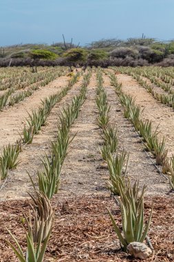 Aloe bitkiler mesafe içine