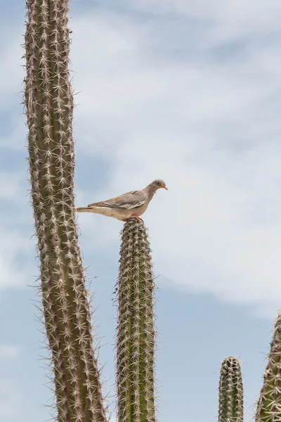 Kaktüs üzerinde Roosting güvercin